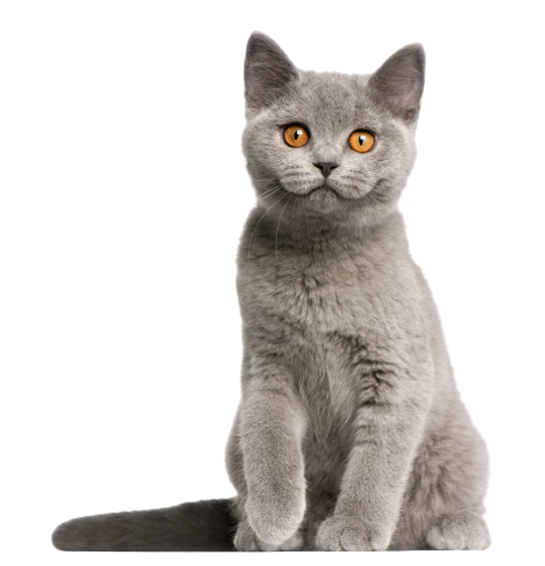 Zeckenhalsband Katze